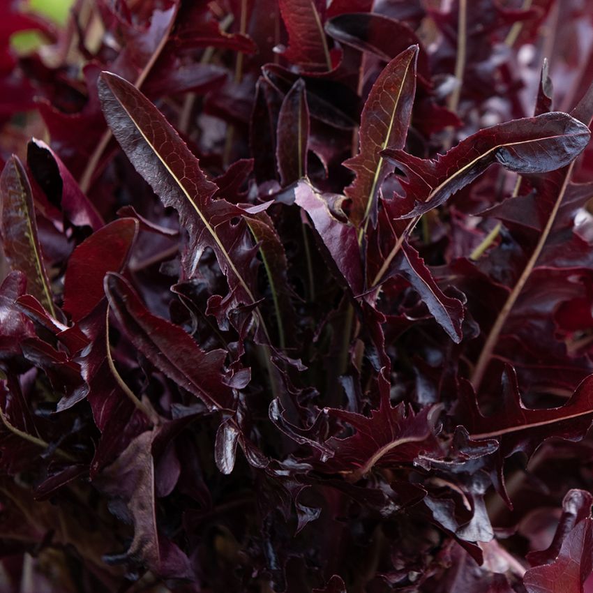 Plocksallat 'Cavendish', rubinröd plocksallat med långflikiga, vackra blad med tunn ådring i ljust grönt.