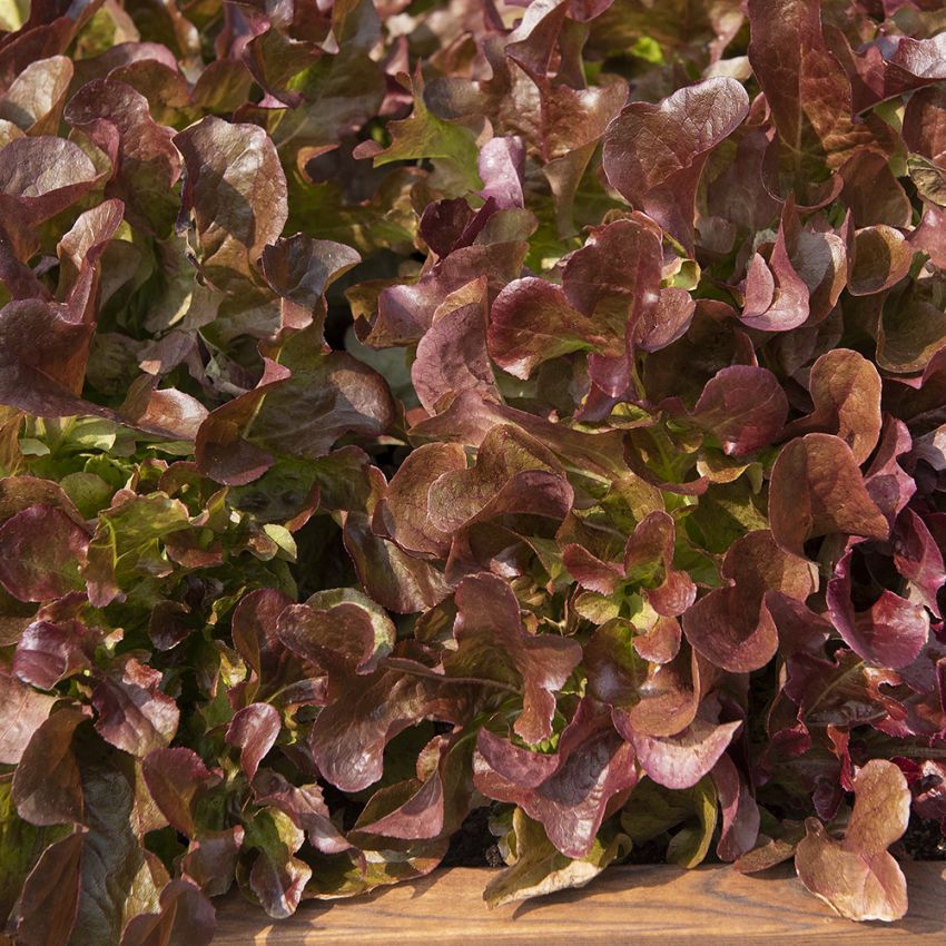 Plocksallat ''Rubinette'', roströda, krispiga eklövsblad med grön innerkärna.