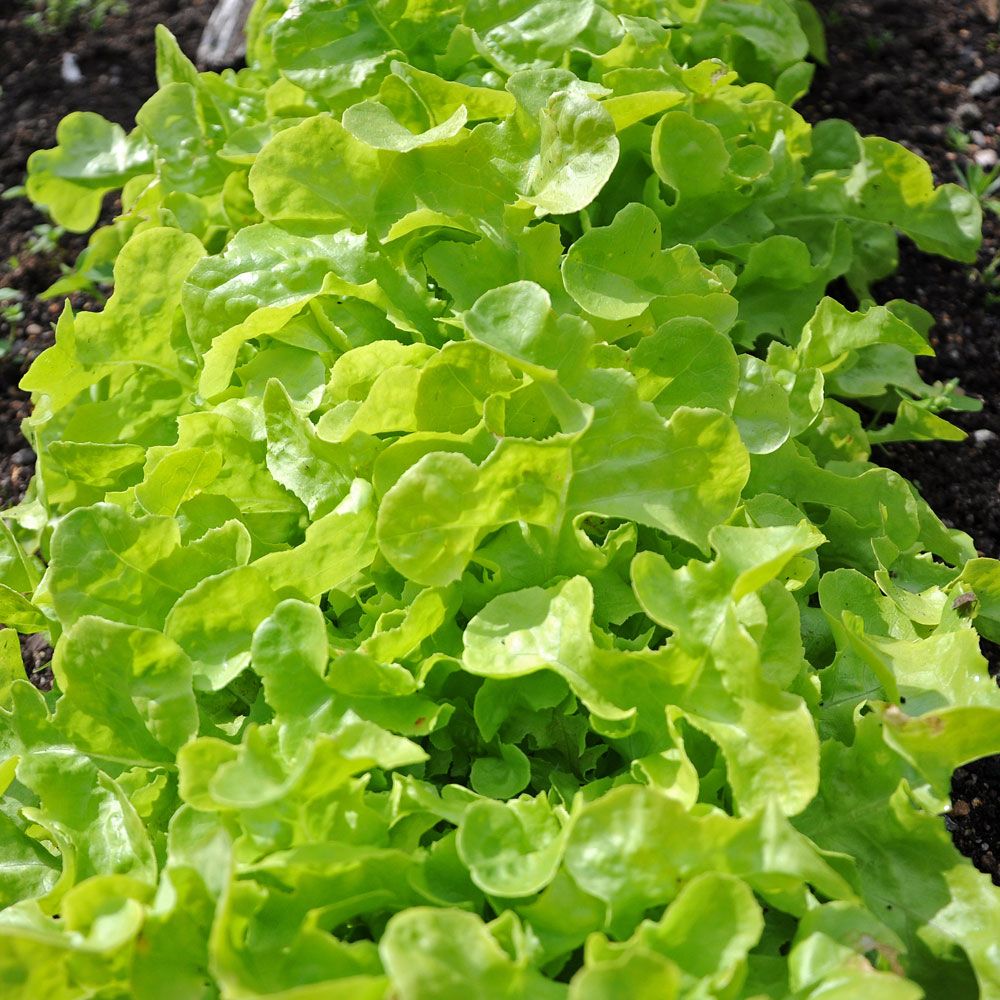  Plocksallat Salad Bowl, Stora, ljusgröna rosetter med långa, osymmetriska blad