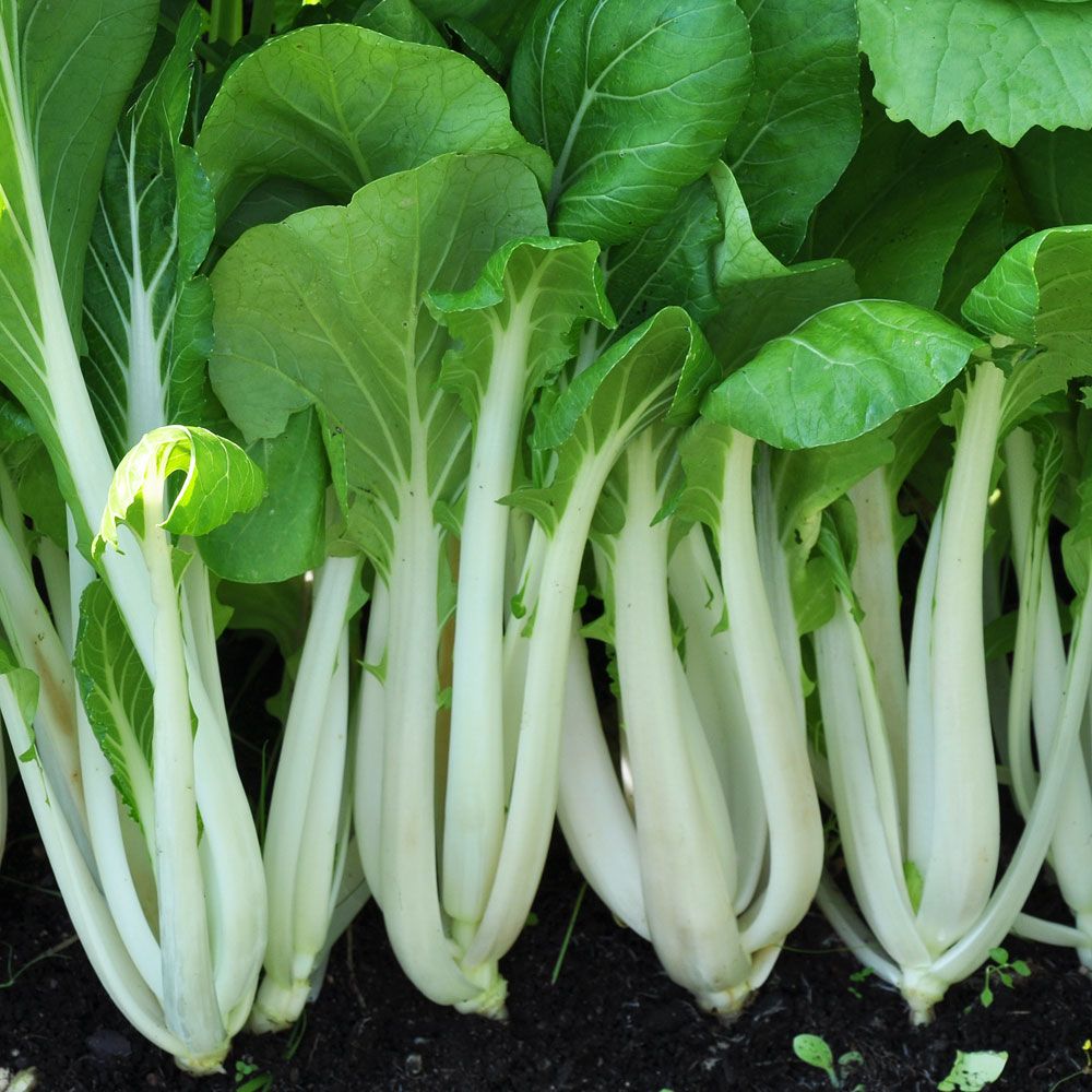 Pak Choi F1 'Joi Choi' Sellerikål. med vita, stora, uppsvällda, mjälla stjälkar