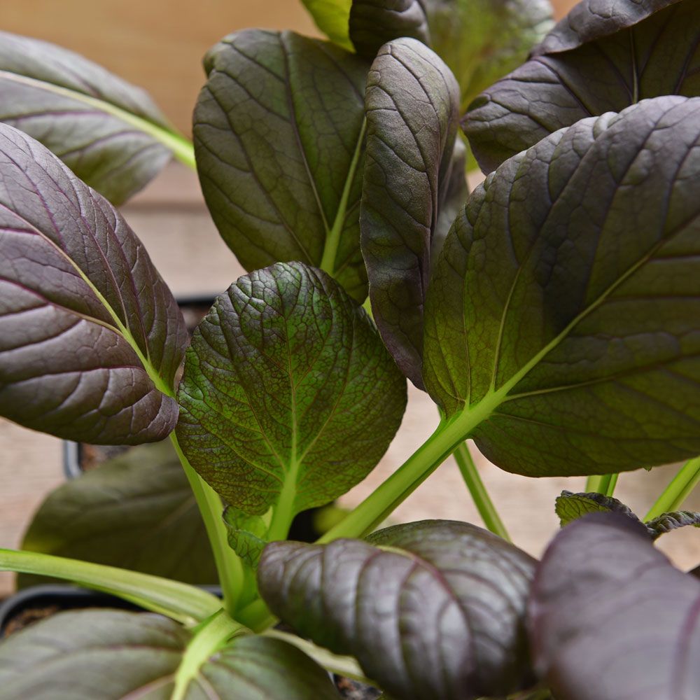 Pak Choi ''Arax'' korta gröna stammar, rödtrådiga blad, liknar salladskål i smak