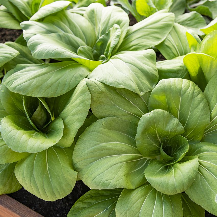 Pak Choi ''Green Stem'', Asiatisk bladgrönsak med stora, matiga bladstjälkar