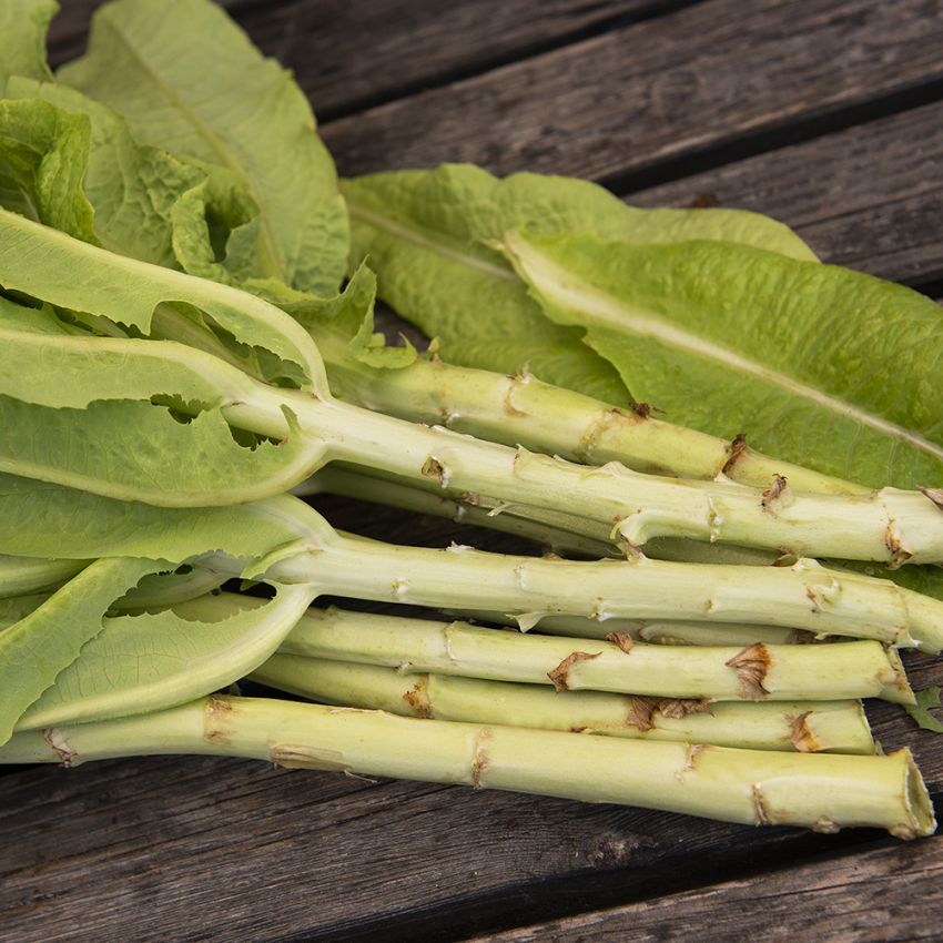 Sparrissallat ''Chinesische Keule'', krispiga bladstjälkar, rik på vitaminer