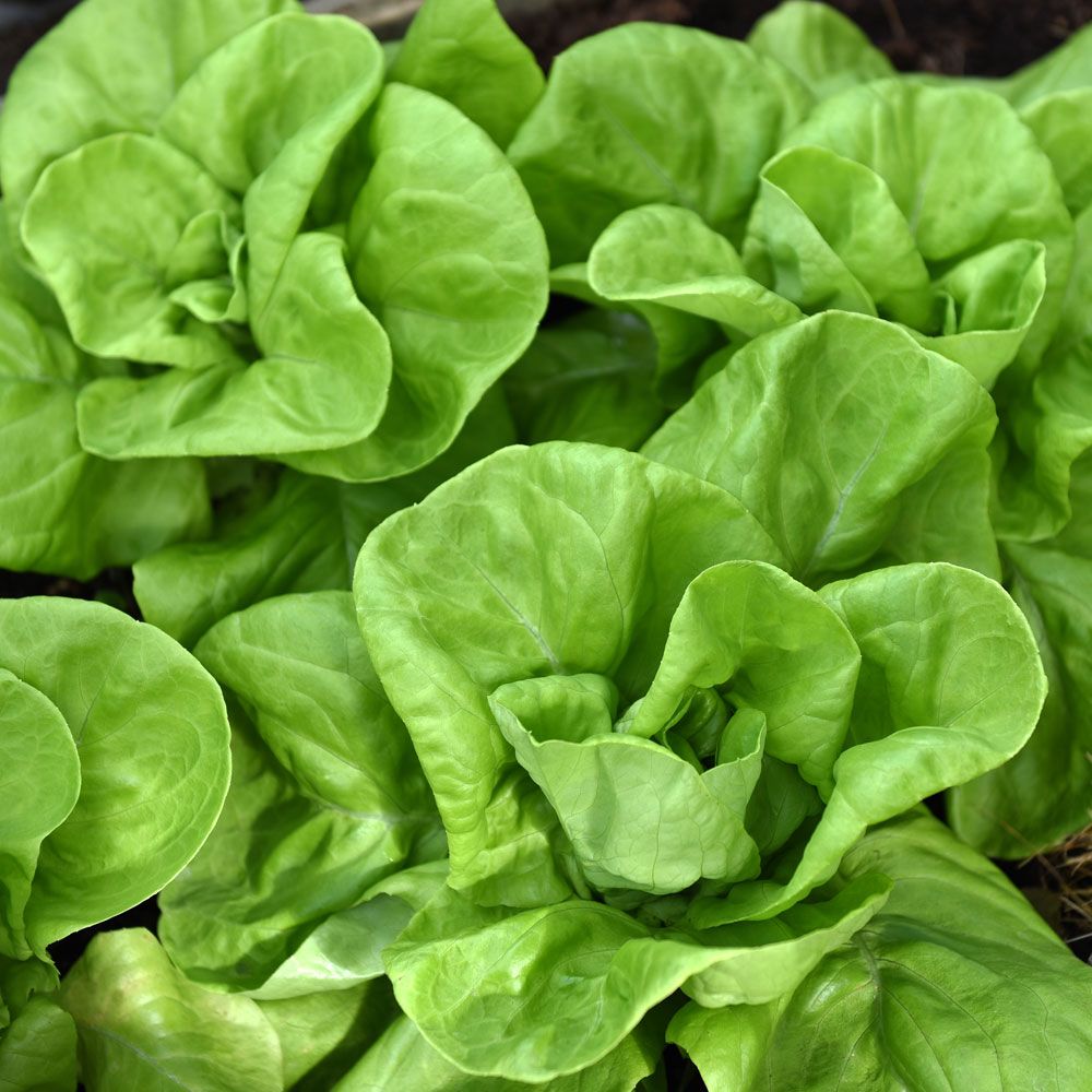 Drivsallat 'Gustav's Salad' löst bundna huvuden med stora, friskt gröna blad