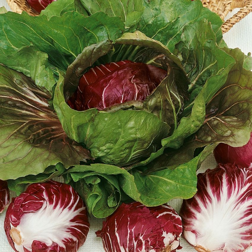 Rosensallat 'Palla Rossa 3' röda salladshuvuden med vita utbredande nerver