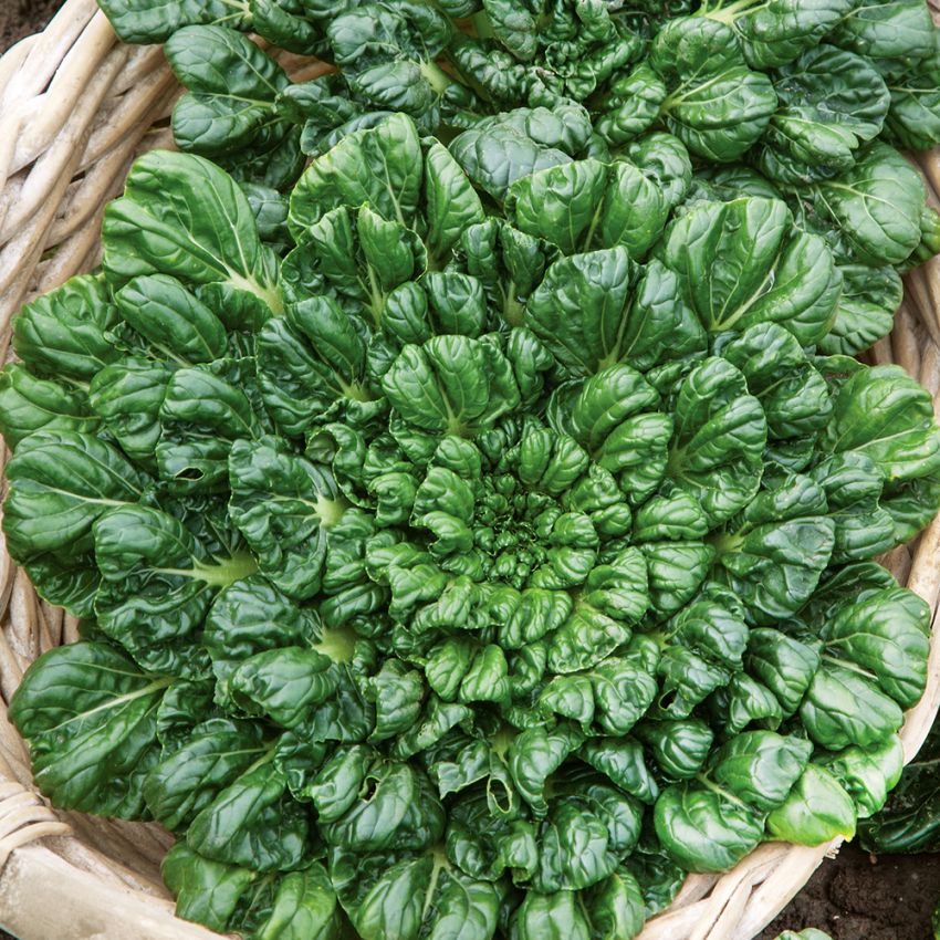 Tatsoi Glänsande mörkgröna blad och stjälkar. Bladen sitter i täta fina buketter