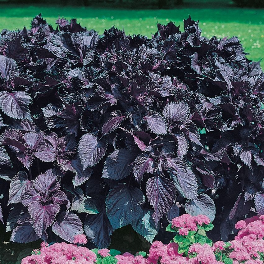 Bladmynta Röd Shiso, Purpurröda blad. Smak av koriander, curry och citron