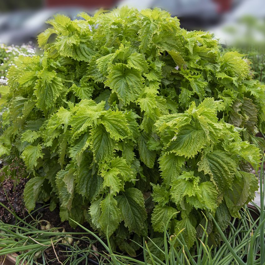 Bladmynta 'Green Ruffled' grön bladväxt i små buskar