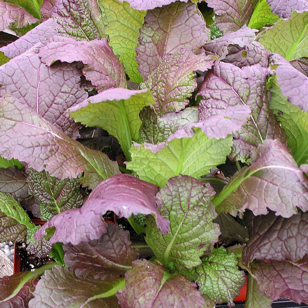 Salladssenap Osaka Purple Gröna blad som efterhand övergår i mörk vinröd nyans