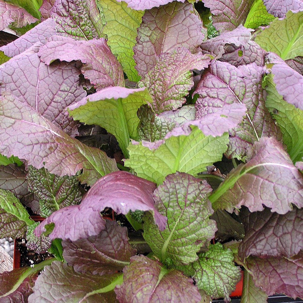 Salladssenap Osaka Purple Gröna blad som efterhand övergår i mörk vinröd nyans