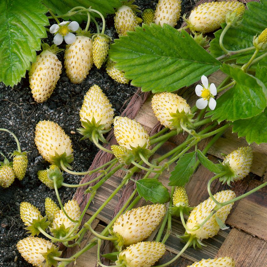 Smultron 'Yellow Wonder', Tidig sort med stora, gulvita, aromatiska bär