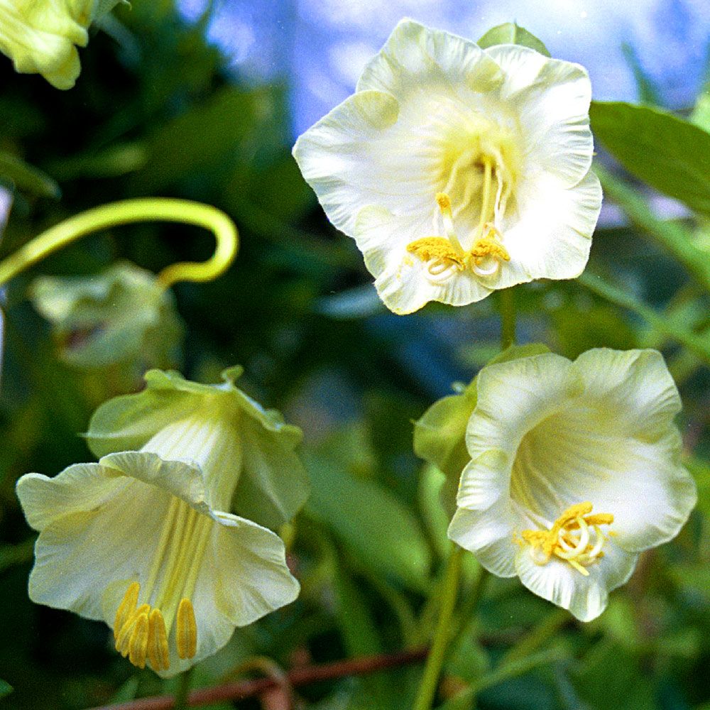  Vit Klockranka 'Cathedral Bells', Storblommande slingerväxt med vita blommor.
