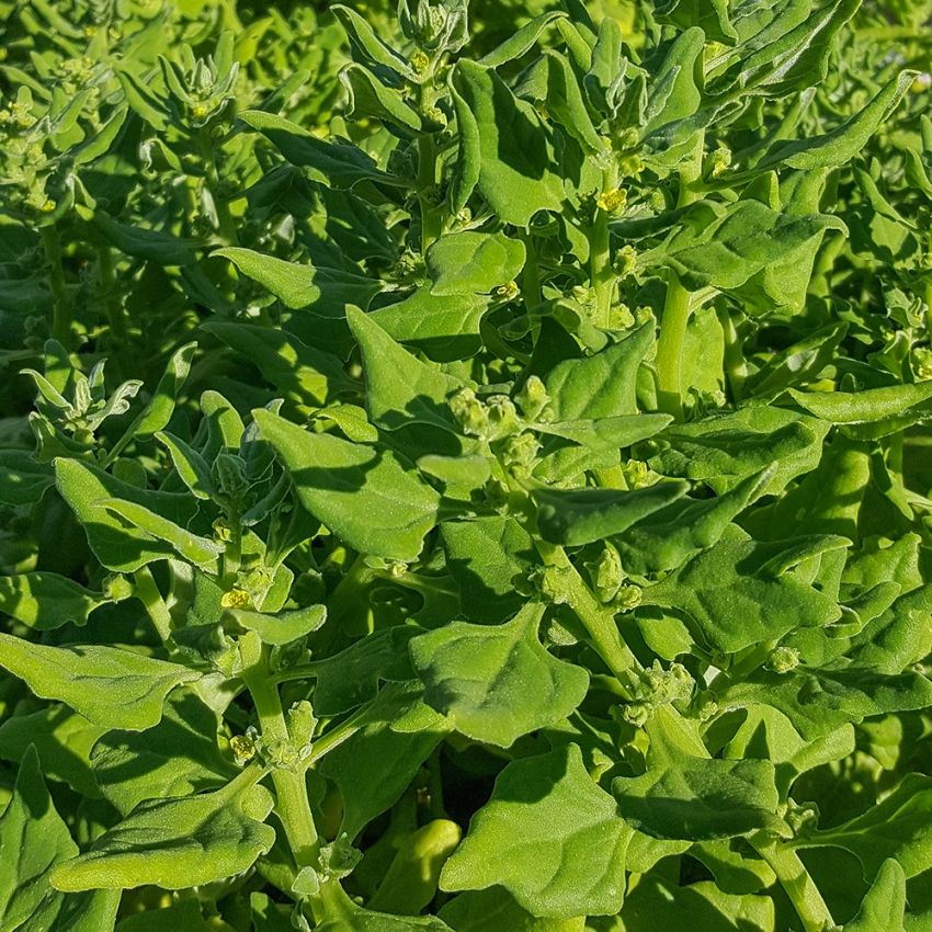 	Nyzeeländsk Spenat, frodigt växtsätt med många blad och skott