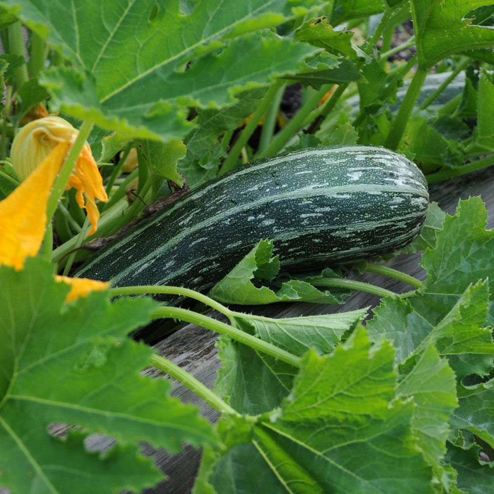 Squash 'Tapir' mörkgröna frukter med mintgröna strimmor