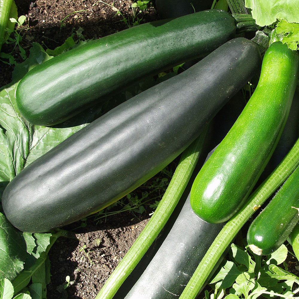 Squash 'Black Beauty' cylindriska, mörkgröna frukter, mörknar till nästan svart