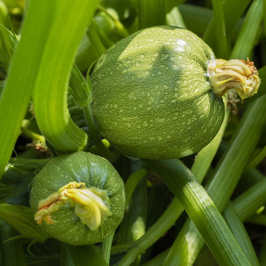 Squash F1 ''Round Beauty'' Snabbväxande, runda, ljusgröna, små frukter