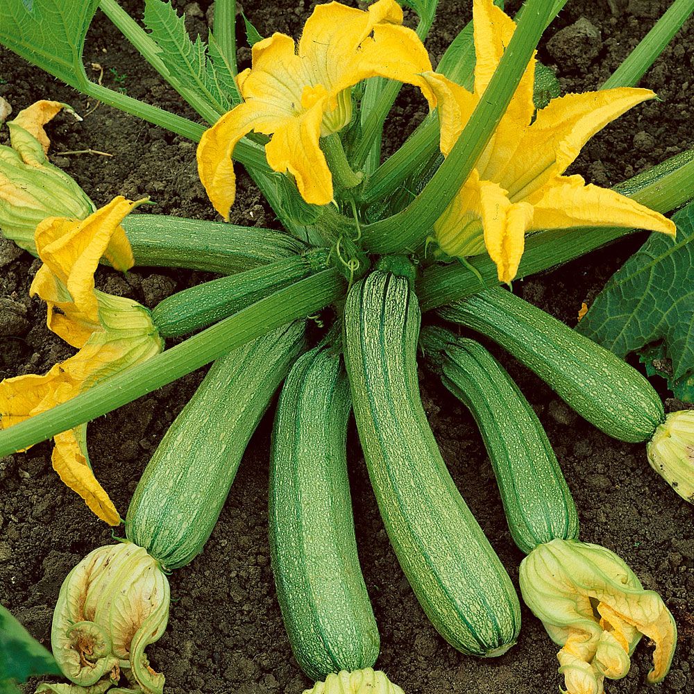 Squash Genovese Ljust gröna, lätt spräckliga, avlånga frukter