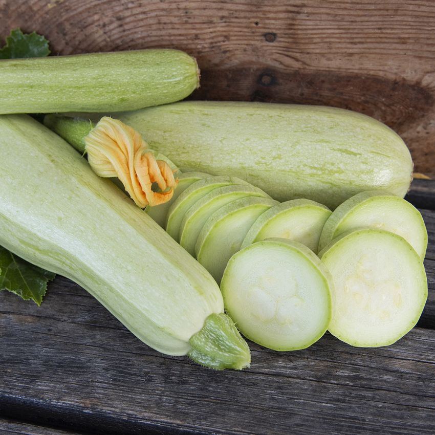 Squash 'Long White from Sicily' Ljust grön zucchini med vitt fruktkött