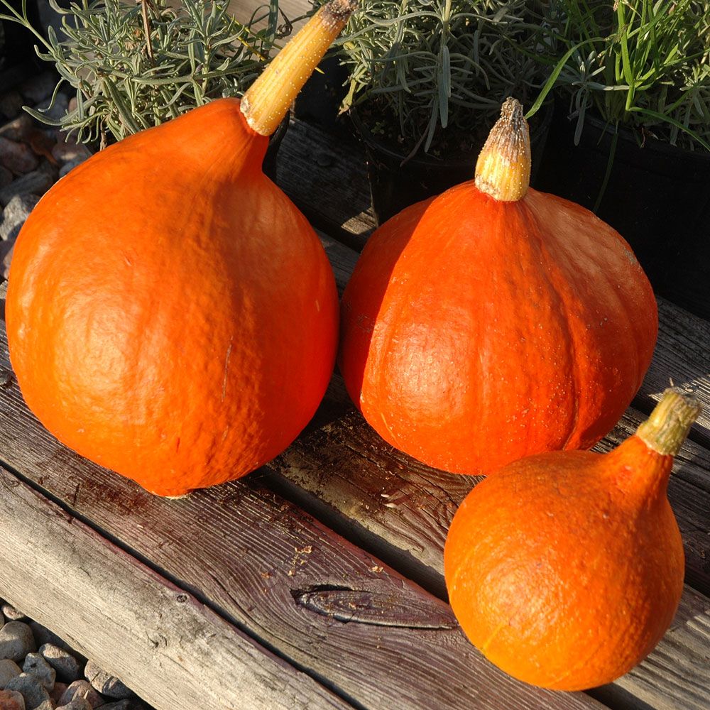 Vintersquash/Hubbardpumpa 'Uchiki Kuri' klarorange färg med droppformad frukt