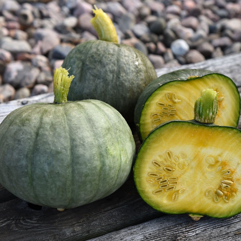 Vintersquash/Hubbardpumpa 'Blue Kuri' Ljust blågrå, plattrunda frukter på 1-2 kg