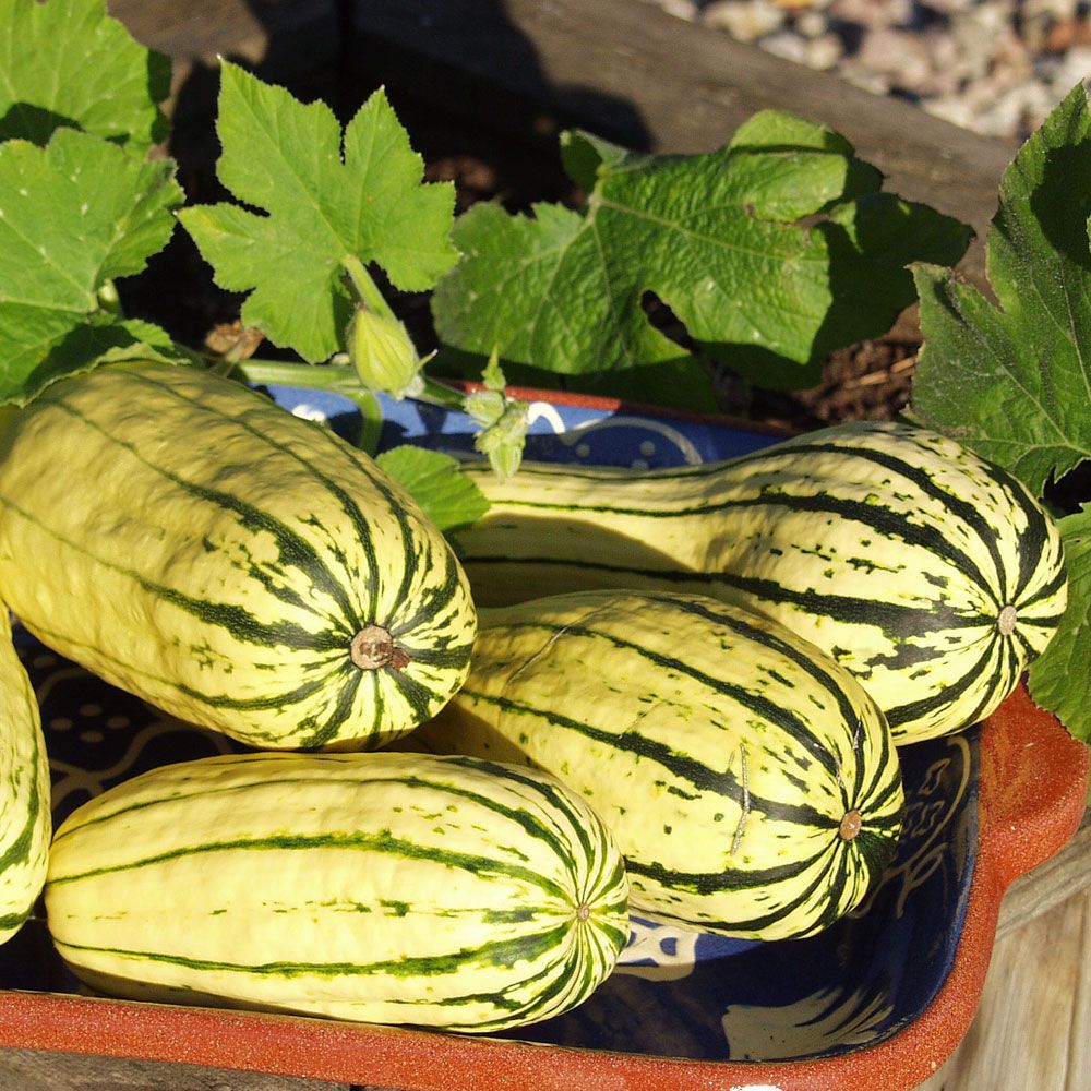 Pajpumpa 'Delicata' ovala gula frukter med gröna ränder. 