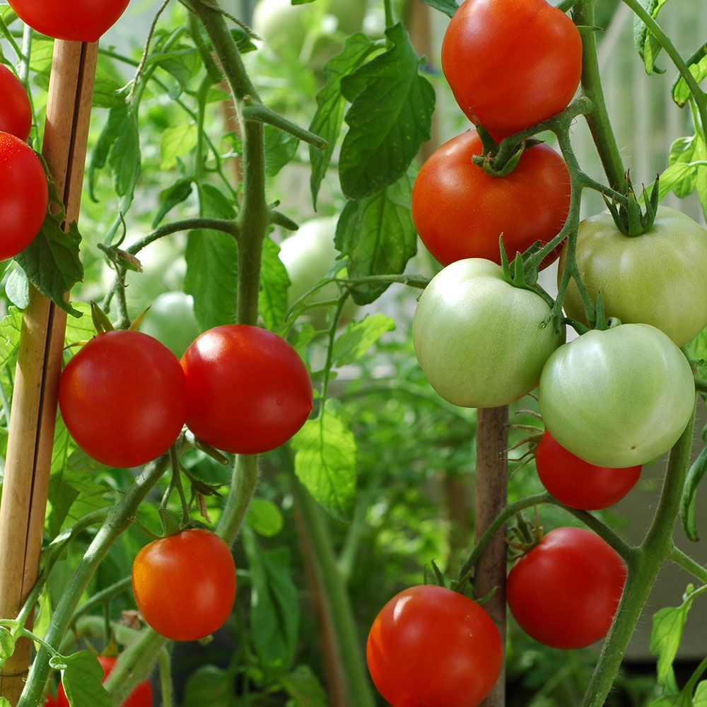 Tomat 'Promyk' klarröda lite oregelbundna tomater, medelstora som ger bra skörd