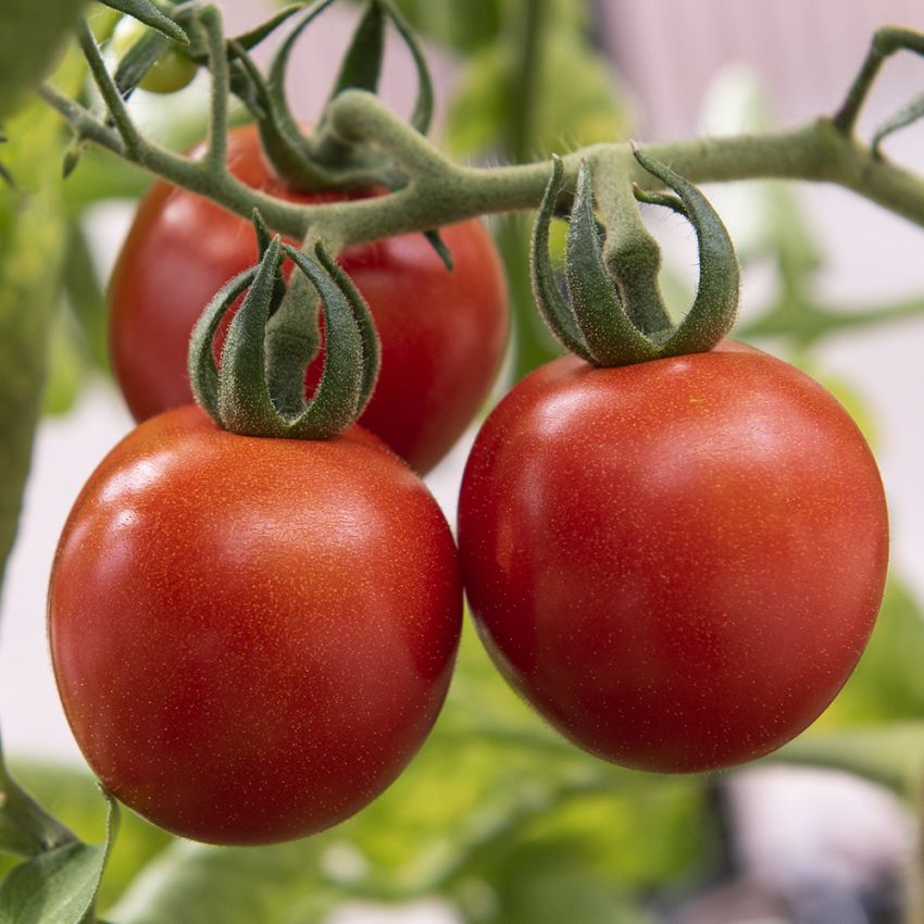 Körsbärstomat 'Gardener's Delight' något större, klarröd i färgen, mycket god