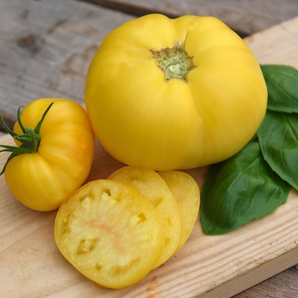 Bifftomat 'White Beefsteak' stor citrongul tomat med randig struktur