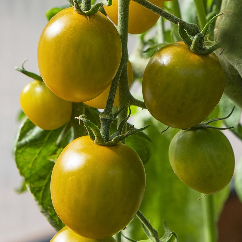 Körsbärstomat ''Green Cape'', guldgröna, mycket söta med saftigt, fast fruktkött
