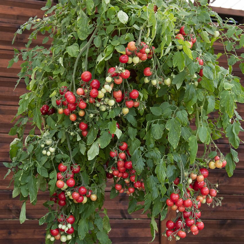 Körsbärstomat ''Gartenperle'', rosaröda, smakrika tomater på meterlånga rankor.