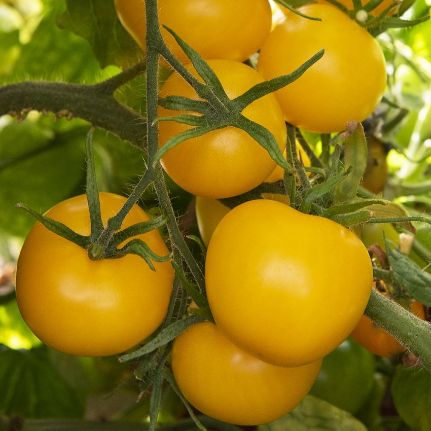 Tomat ''Goldene Königin'', Mörkt gyllengula frukter med frisk, sötsyrlig smak.
