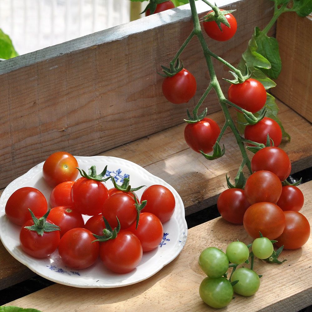 Körsbärstomat F1 'Cherrola' stora klasar med mörkröda små tomater
