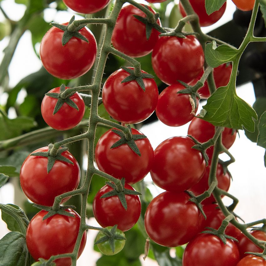Körsbärstomat F1 'Charmant', plantor med riklig skörd av runda, vackert röda körsbärstomater på ca 15 gram.
