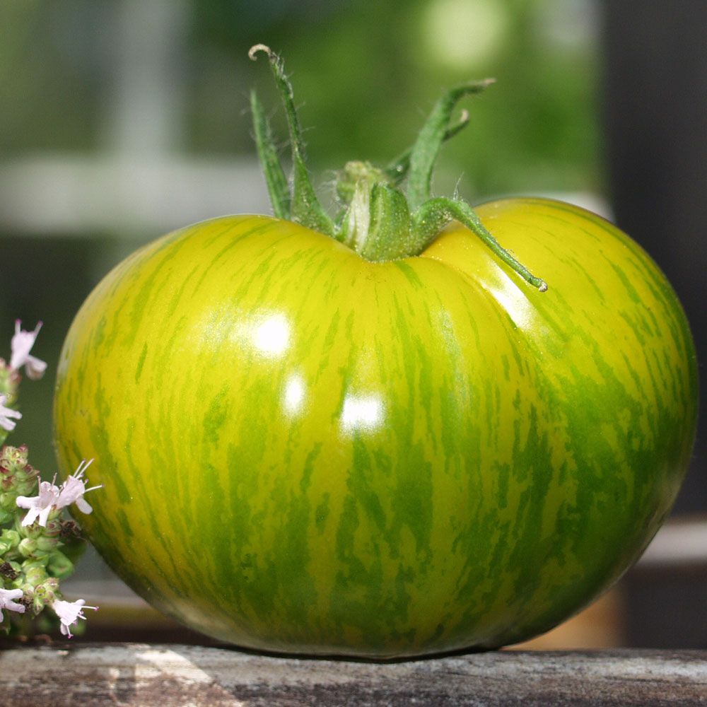 Tomat ''Green Zebra'' Halvstora, gulgröna frukter med mörkgröna strimmor