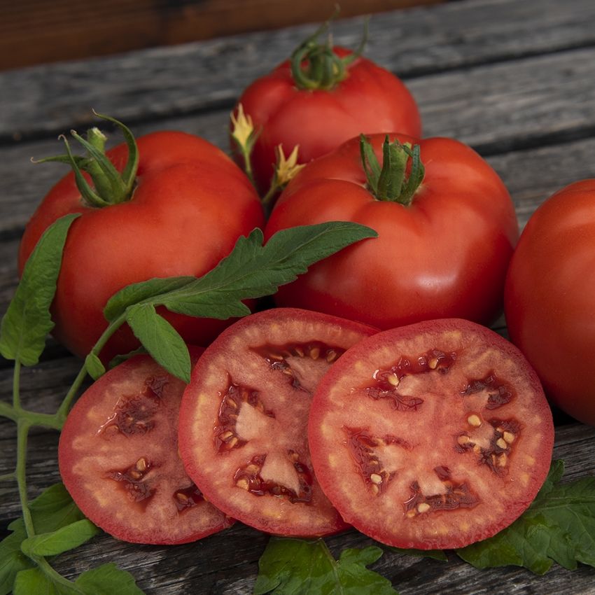 Bifftomat F1 ''Bushsteak'' En medelstor tomat med ljust röda, runda frukter
