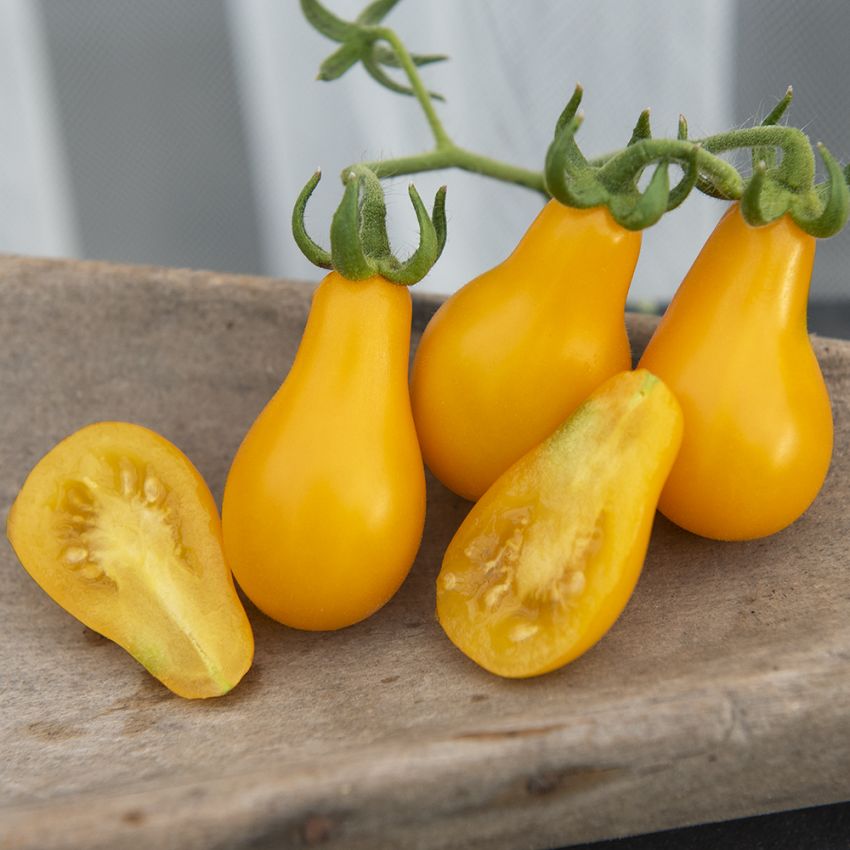 Pärontomat 'Yellow Pearshaped' Mängder av gula, 4-5 cm långa, päronformade tomat