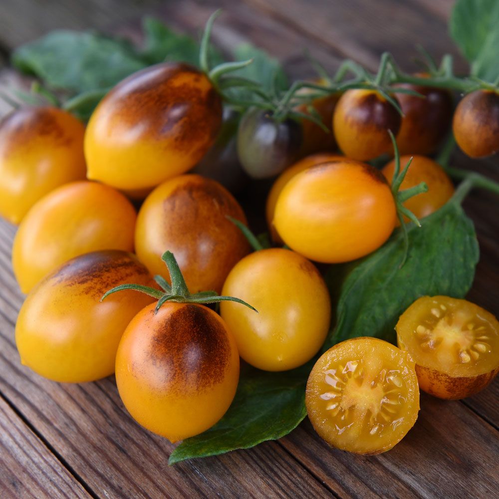 Plommontomat F1 'Indigo Kumquat', Små, gulorange tomater med mörkbruna axlar
