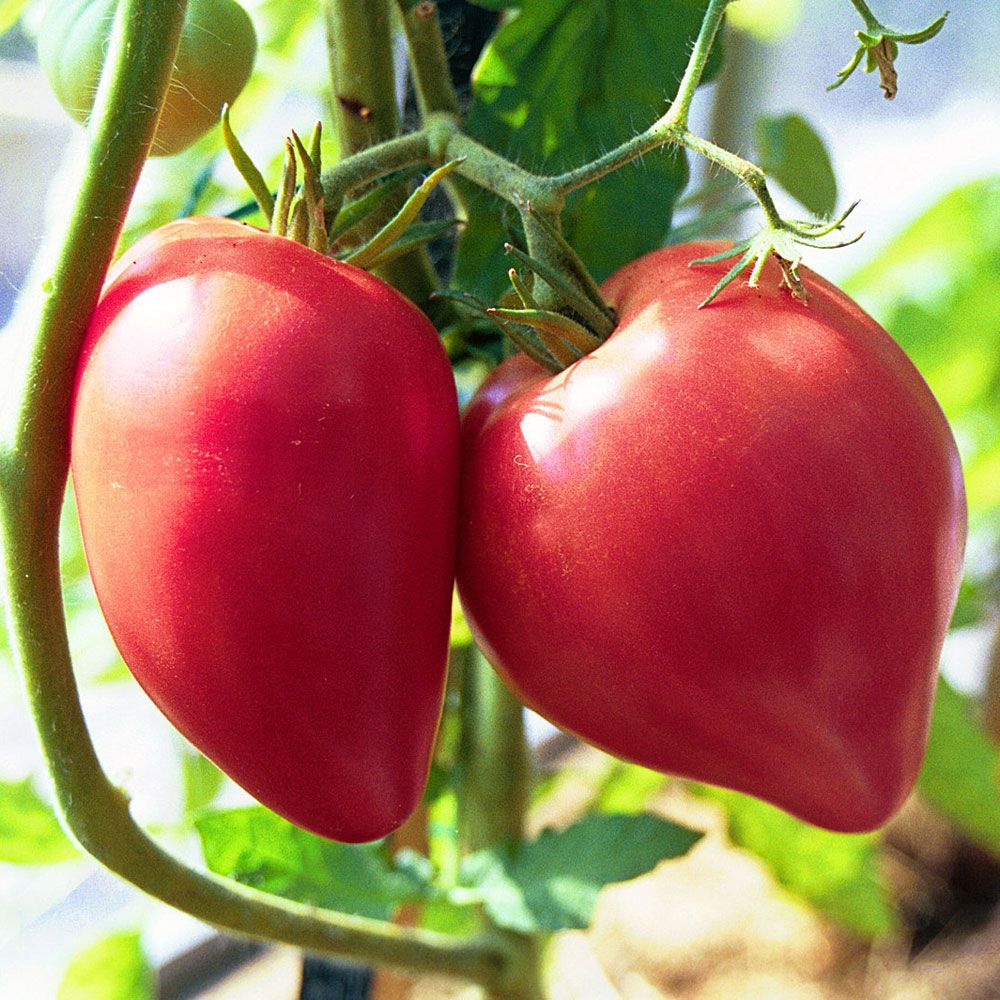 Plommontomat 'Oxheart' djupt rosaskära, hjärtformade tomater