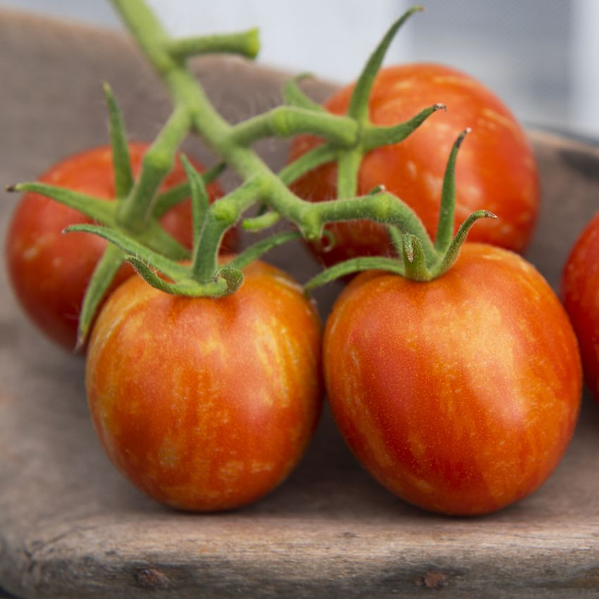 Tomat Tigerella Dekorativ sort med välsmakande, randiga frukter i gult och rött.