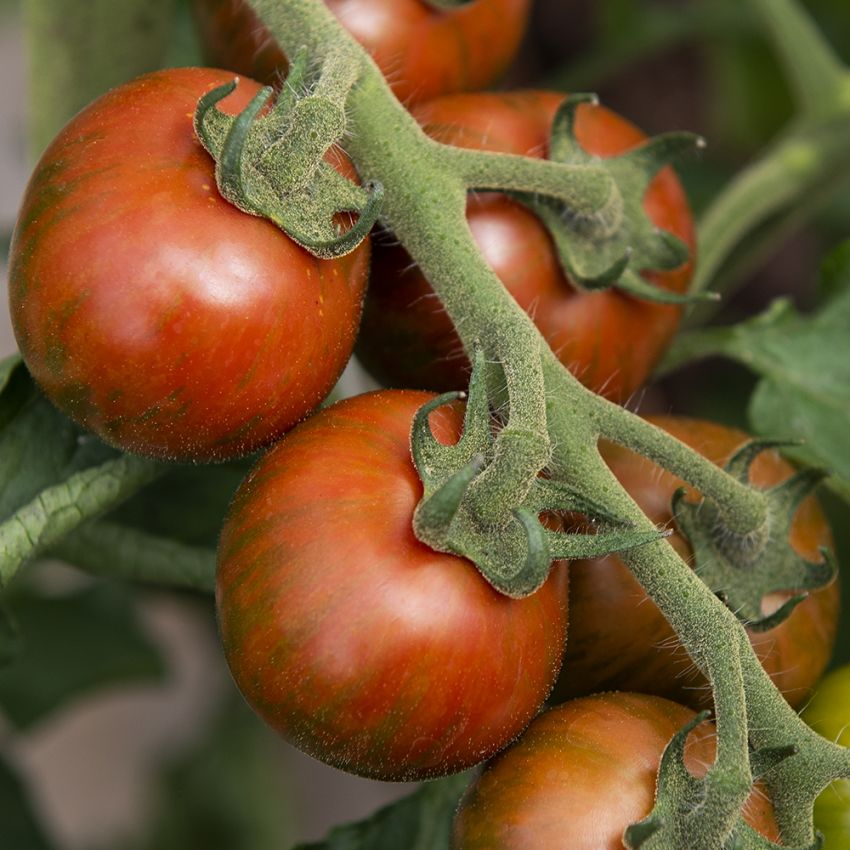 Körsbärstomat ''Zebrino'', Mörkröda, små tomater med mörkt grönbruna strimmor.