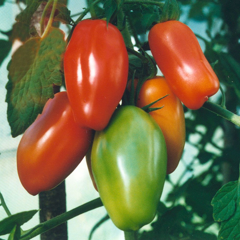Plommontomat F1 Supermarzano, med 10-12 cm långa, ovala, röda frukter, Italiensk