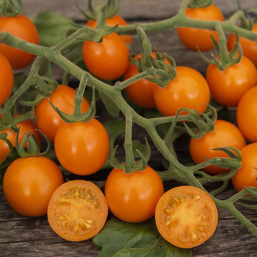 Körsbärstomat F1 ''Bottondoro'', Intensivt orangefärgade, runda, söta tomater.