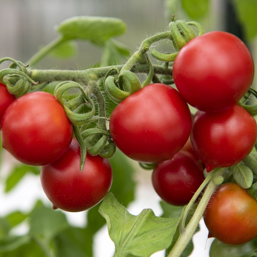 Plommontomat 'Principe Borghese' Italiensk tomat för torkning, röd och på klasar