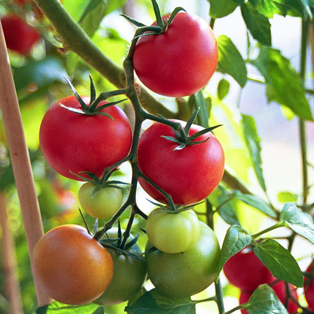 Växthustomat F1 'Shirley' röda, medelstora helt runda tomater i täta klasar