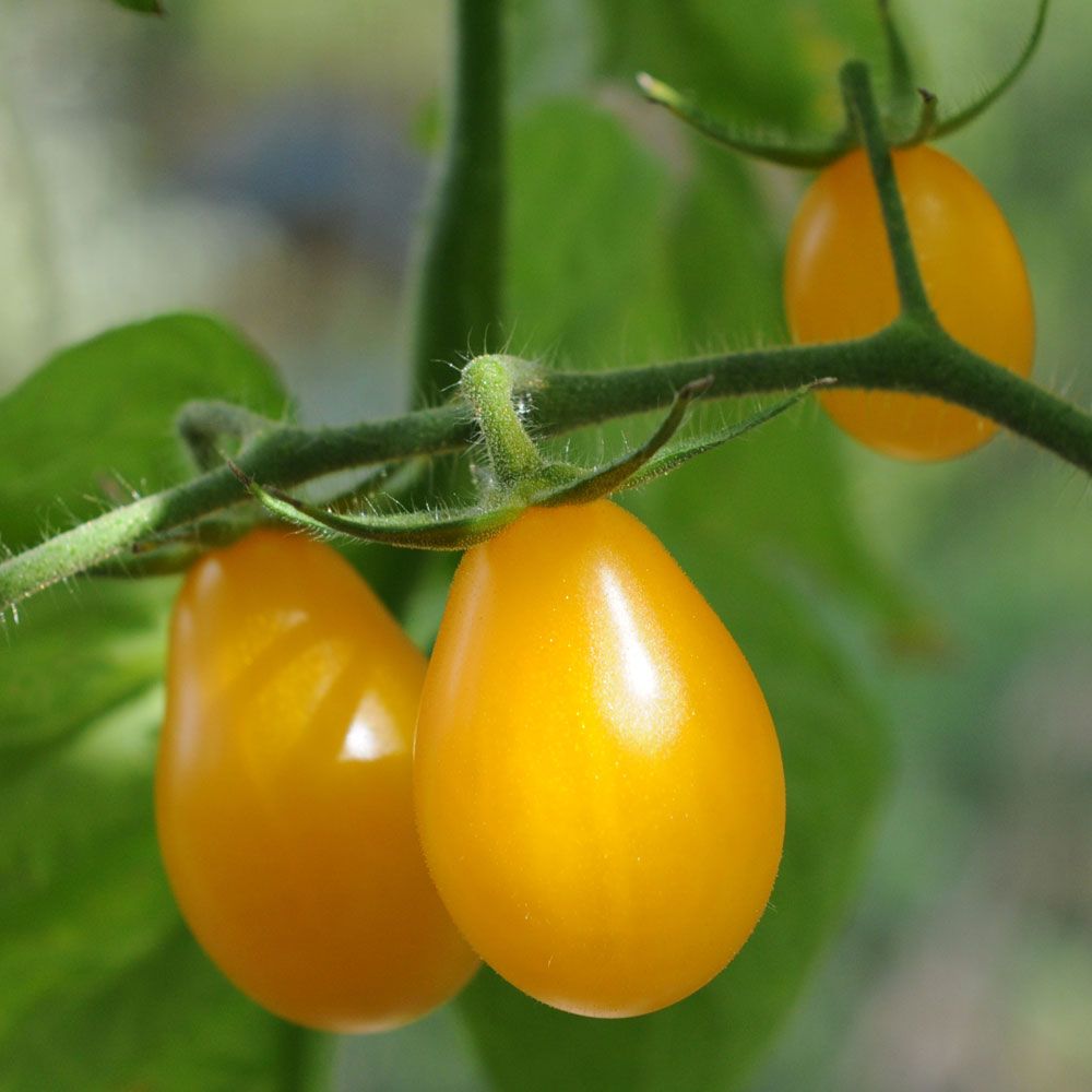 Pärontomat 'Yellow Submarine' klargul liten tomat