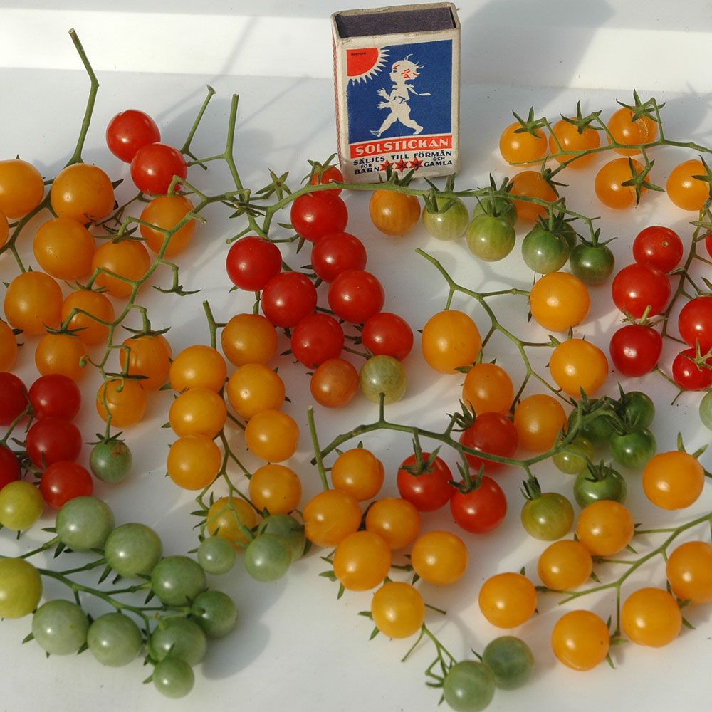 Vinbärstomat i gruppen Fröer / Grönsaker / Tomat / Speciella tomater hos Impecta Fröhandel (9703)
