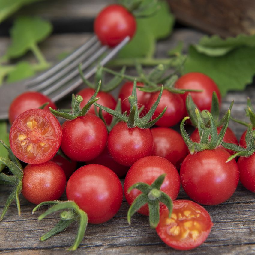 Vinbärstomat ''Currant Red'', pärlband av små röda tomater på endast ca 4 gram.