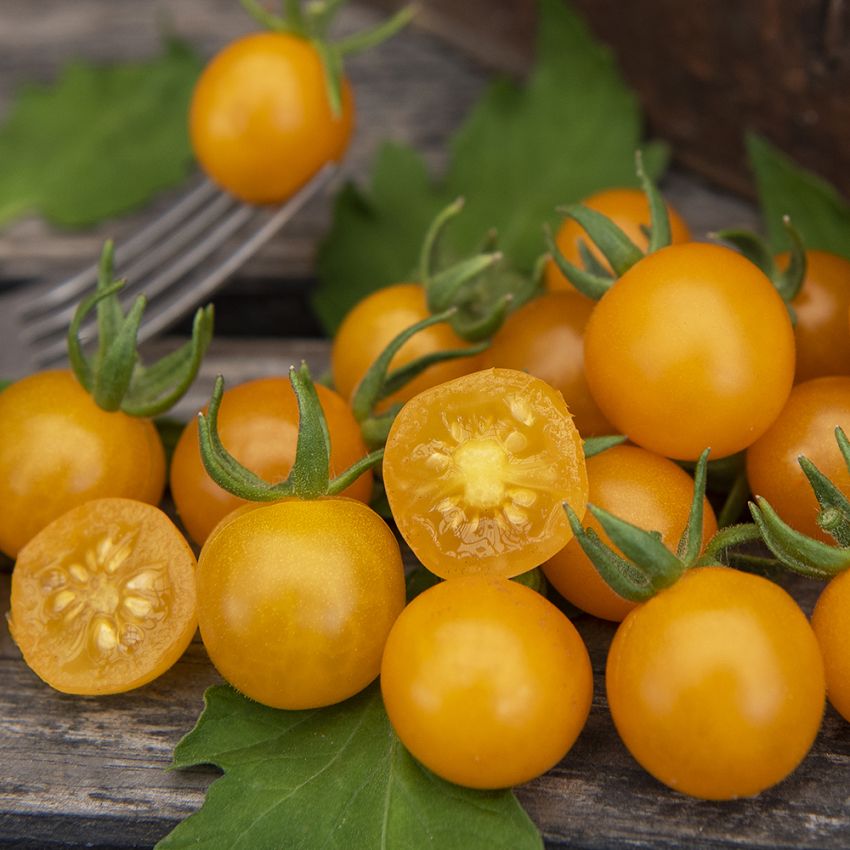 Vinbärstomat ''Currant Yellow'', pärlband av små, gula tomater.