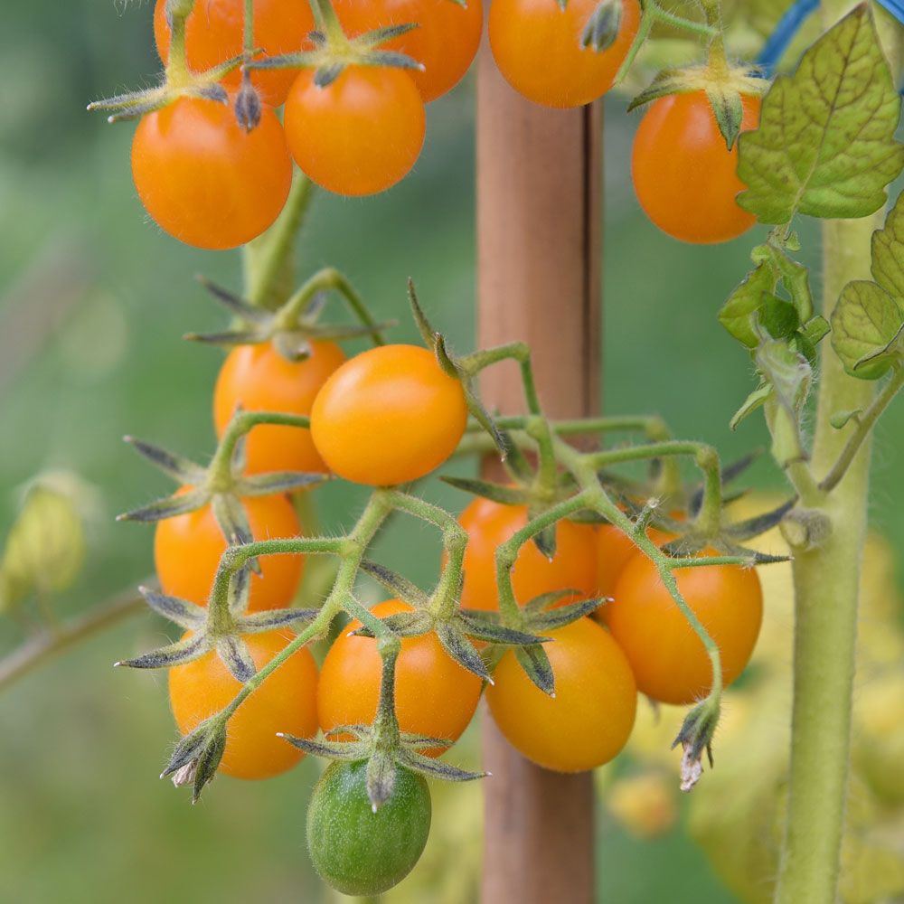 Galapagostomat Små tomater i orange