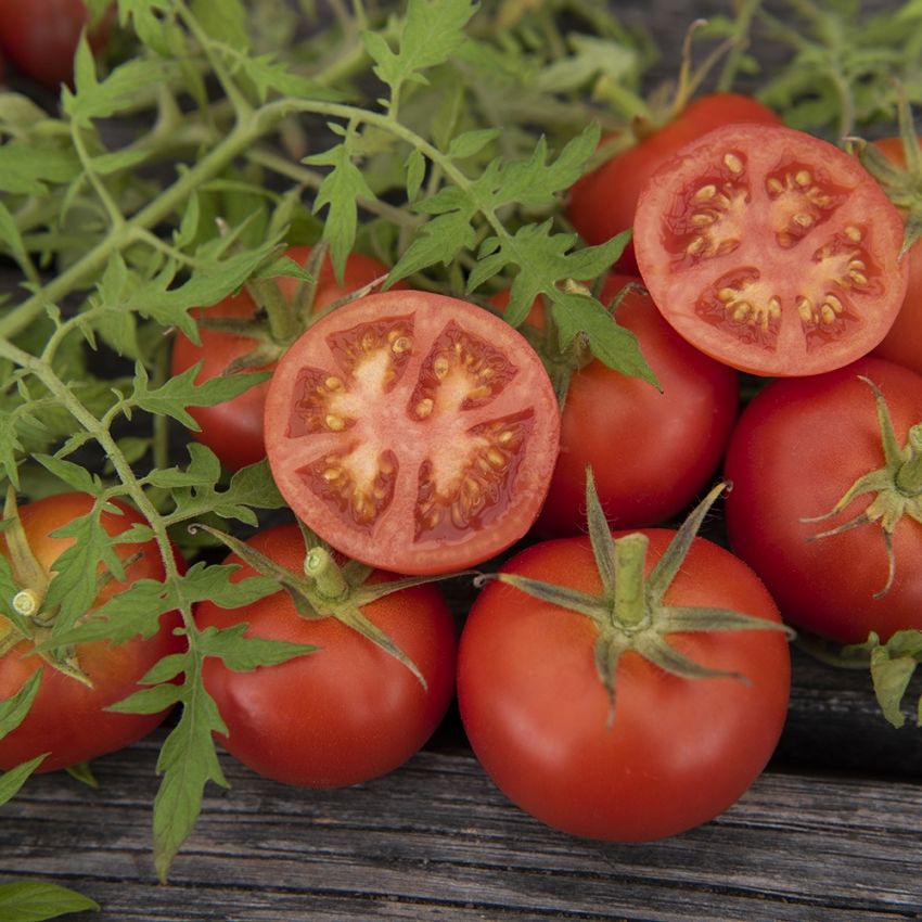 Tomat 'Silvery Fir Tree' lusröda, plattrunda tomater med finflikiga blad